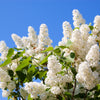 20 WHITE TREE LILAC Hummingbird Flower Fragrant Peking Syringa Pekinensis Seeds