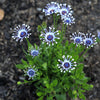5 WHIRLIGIG OSTEOSPERMUM Fruticosum Pinwheel African Cape Daisy Flower Seeds
