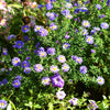 Purple Smooth Violet Prairie Aster Aster Tanacetifolia Flower Seeds – photo 6