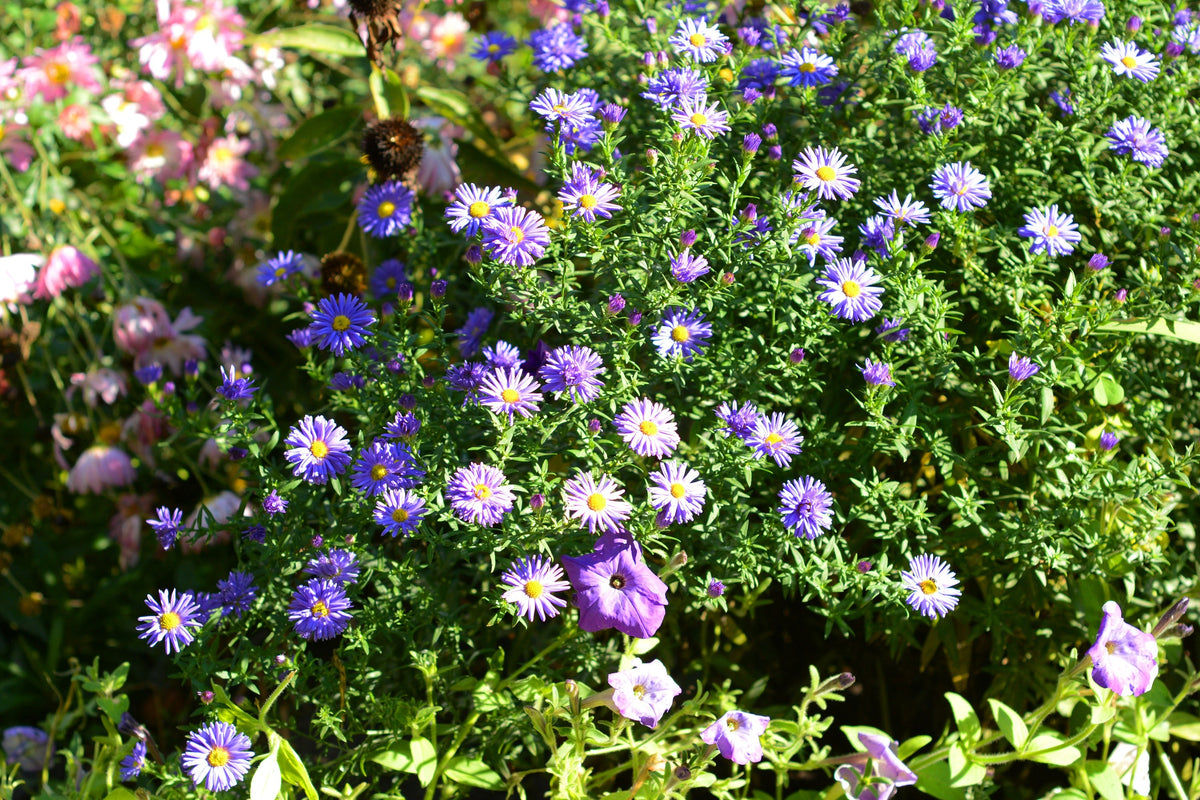 Purple Smooth Violet Prairie Aster Aster Tanacetifolia Flower Seeds – photo 6