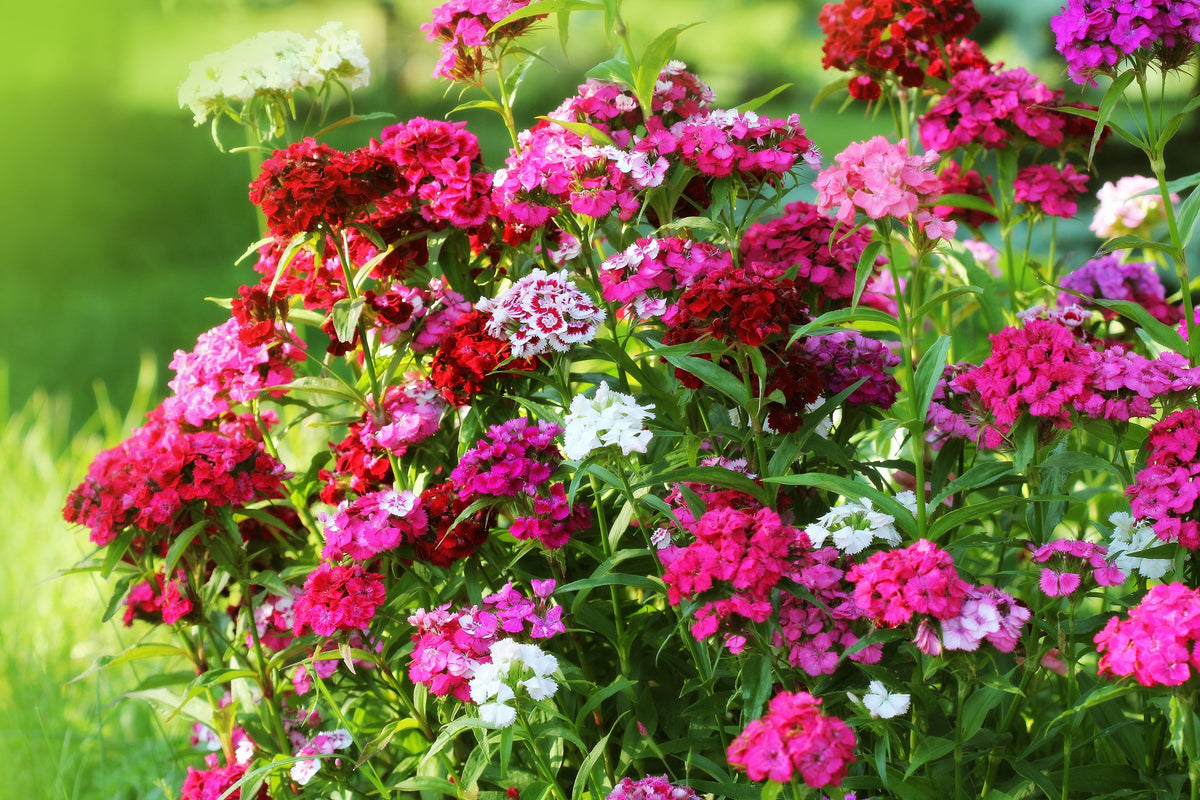 Mixed Colors Sweet William Dianthus Barbatus Color Mix Red White Pink Bicolor Flower Seeds – photo 2