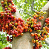 30 CLUSTER FIG Ficus Racemosa Red River Indian Guilar Tree Houseplant Seeds
