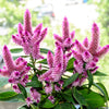 Flamingo Feather Wheat Celosia Spicata Pink & White Flower Seeds – photo 4