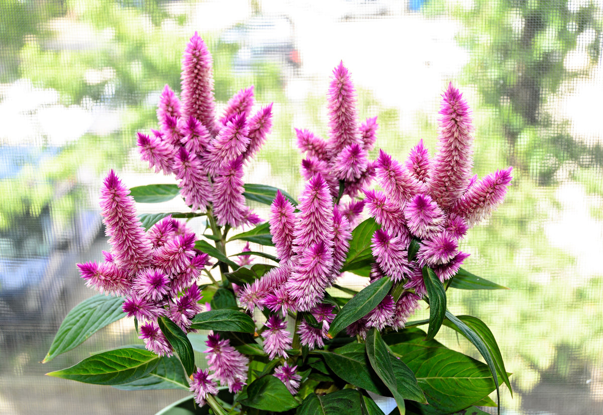 Flamingo Feather Wheat Celosia Spicata Pink & White Flower Seeds – photo 4