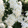 50 White CHINESE SPIREA Spiraea Chinensis Flower Bush Shrub Seeds