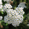 50 White CHINESE SPIREA Spiraea Chinensis Flower Bush Shrub Seeds