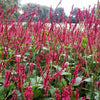 30 Red AGASTACHE HEATHER QUEEN Hummingbrid Mint Hyssop Flower Herb Seeds