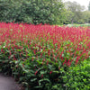 30 Red AGASTACHE HEATHER QUEEN Hummingbrid Mint Hyssop Flower Herb Seeds
