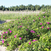 50 Pink BEACH ROSE aka Seaside or Sand Rose, Beach Tomato Rosa Rugosa Huge Red Hips Flower Seeds