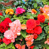10 MIXED DOUBLE BEGONIA Tuberosa Tuberous Begonia Red Pink White Yellow Orange Shade Flower Seeds