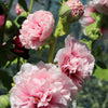 50 SUMMER CARNIVAL HOLLYHOCK Double Mixed Colors Red Pink White Yellow Peach Alcea Rosea Flower Seeds