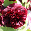 25 SCARLET DOUBLE Red HOLLYHOCK Alcea Rosea Flower Seeds Perennial