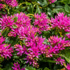 50 PURPLE CARPET SEDUM Spurium Coccineum Groundcover Flower Seeds