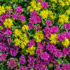 50 PURPLE CARPET SEDUM Spurium Coccineum Groundcover Flower Seeds