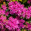 50 PURPLE CARPET SEDUM Spurium Coccineum Groundcover Flower Seeds