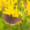 10 GAY BUTTERFLIES MILKWEED Red Yellow Orange Mix Asclepias Tuberosa Butterfly Weed Flower Seeds