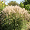 10 SILVER MAIDEN GRASS Miscanthus Sinensis Japanese Pampas Perennial Flower Seeds