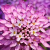 1000 ROSE CARDINAL CANDYTUFT Iberis Umbellata Flower Seeds