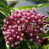 75 RED SWAMP MILKWEED Asclepias Incarnata Flower Seeds