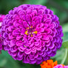 250 PURPLE PRINCE ZINNIA Elegans Flower Seeds