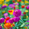 250 VIOLET QUEEN ZINNIA Elegans Purple Double Dahlia Heirloom Flower Seeds