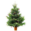 Grow Your Own CHRISTMAS TREE - Fraser Fir ( Abies Fraseri ) Gift Packet of Tree Seeds