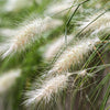 25 DWARF FOUNTAIN GRASS Pennisetum Alopecuroides Hardy Ornamental White Plume Seeds
