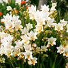 5 ROYAL CHAMPION Mix FREESIA Mixed Colors Pink Blue Purple Yellow Red Orange Flower Seeds