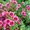 10 VULCAN MALOPE Trifida / Mallowwort / Mallow Flower Seeds