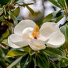 10 SOUTHERN MAGNOLIA TREE 12" White Flowers Native Grandiflora Bull Bay Seeds