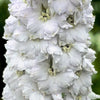 150 WHITE KING LARKSPUR Delphinium Consolida Giant Imperial Flower Seeds