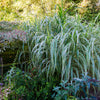 1000 Variegated RIBBON GRASS Reed Canary Phalaris Arundinacea Pink Flower Seeds