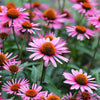 1000 PURPLE CONEFLOWER Echinacea Purpurea Heirloom Flower Herb Seeds