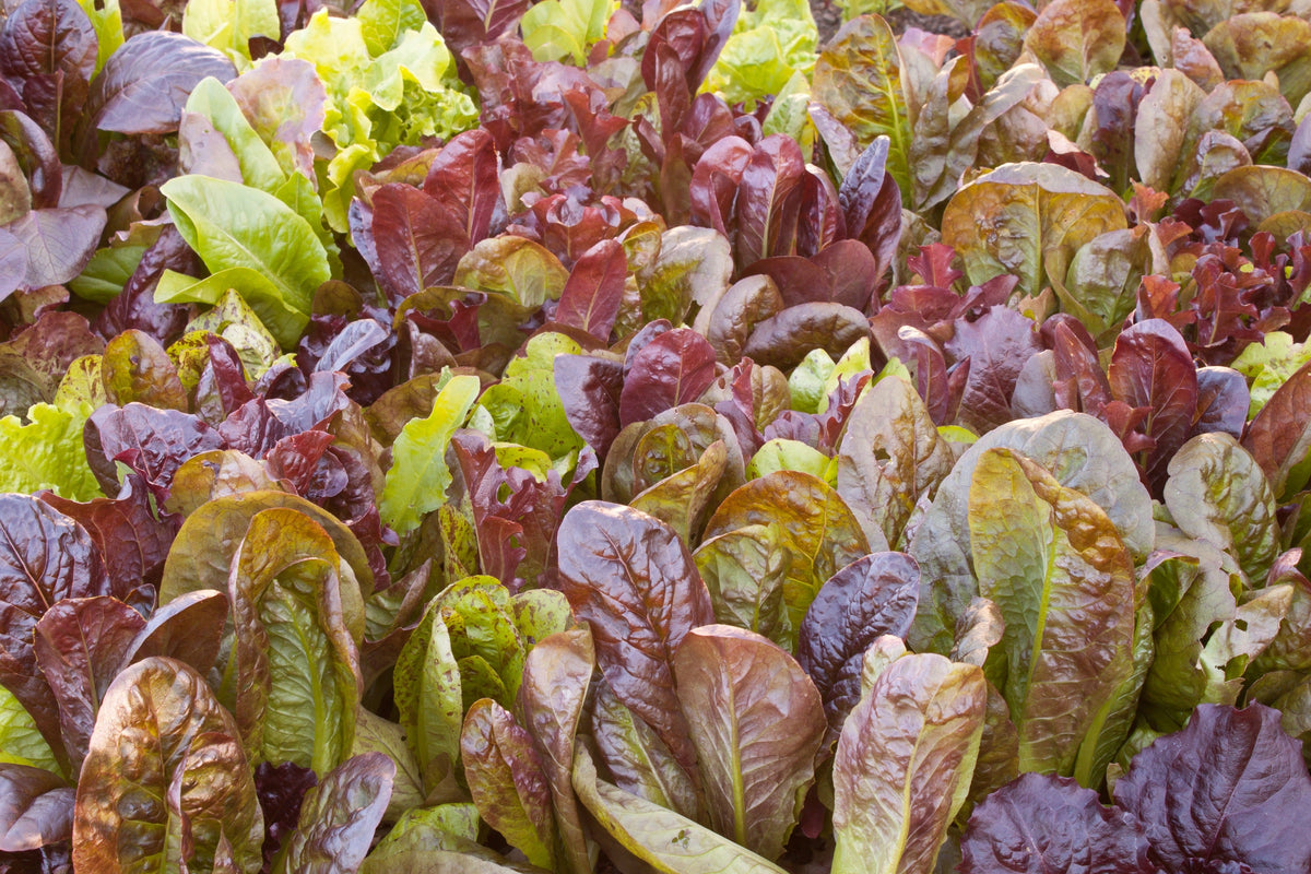 Cimmaron Red Romaine Lettuce Lactuca Sativa Vegetable Seeds