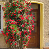 5 RED CLIMBING ROSE Rosa Bush Vine Climber Fragrant Butterfly Flower Seeds