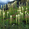 100 BEAR GRASS aka Bear LILY Beargrass Ornamental Xerophyllum Tenax Flower Seeds