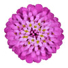 1000 ROSE CARDINAL CANDYTUFT Iberis Umbellata Flower Seeds