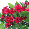 10 MIXED COLORS PLUMERIA Seeds - Lei Flower Frangipani Mix Fragrant Shrub Small Tree Pink Red Yellow White Peach Two Tone