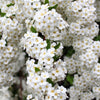 1000 WHITE YARROW Achillea Millefolium Flower Seeds
