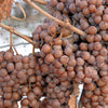 30 WINE GRAPE Vitis Viniferia Domestic Mixed Colors Fruit Vine Seeds