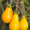 300 YELLOW PEAR TOMATO Lycopersicon Lycopersicum Fruit Vegetable Seeds