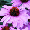 1000 PURPLE CONEFLOWER Echinacea Purpurea Heirloom Flower Herb Seeds