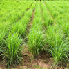 100 LEMONGRASS East Indian Lemon Grass Fragrant Ornamental Edible Cymbopogon Flexuosus Seeds