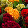 100 CORAL GARDENS Mix CELOSIA Cockscomb Celosia Argentea Cristata Flower Seeds