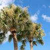Hardy Sabal Palm Tree Seeds – Cabbage Palmetto Flower