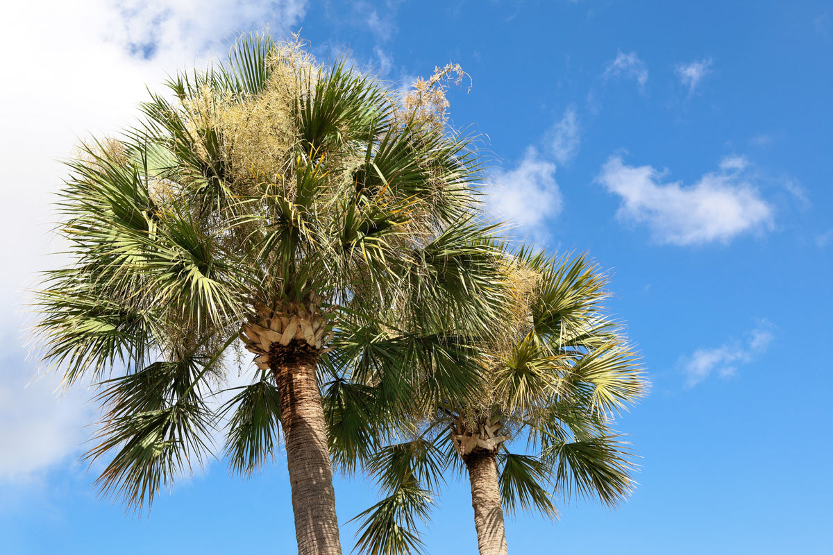 Hardy Sabal Palm Tree Seeds – Cabbage Palmetto Flower