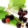 30 BLACK CHERRY Fruit Tree Prunus Serotina Fragrant White Flowers Seeds