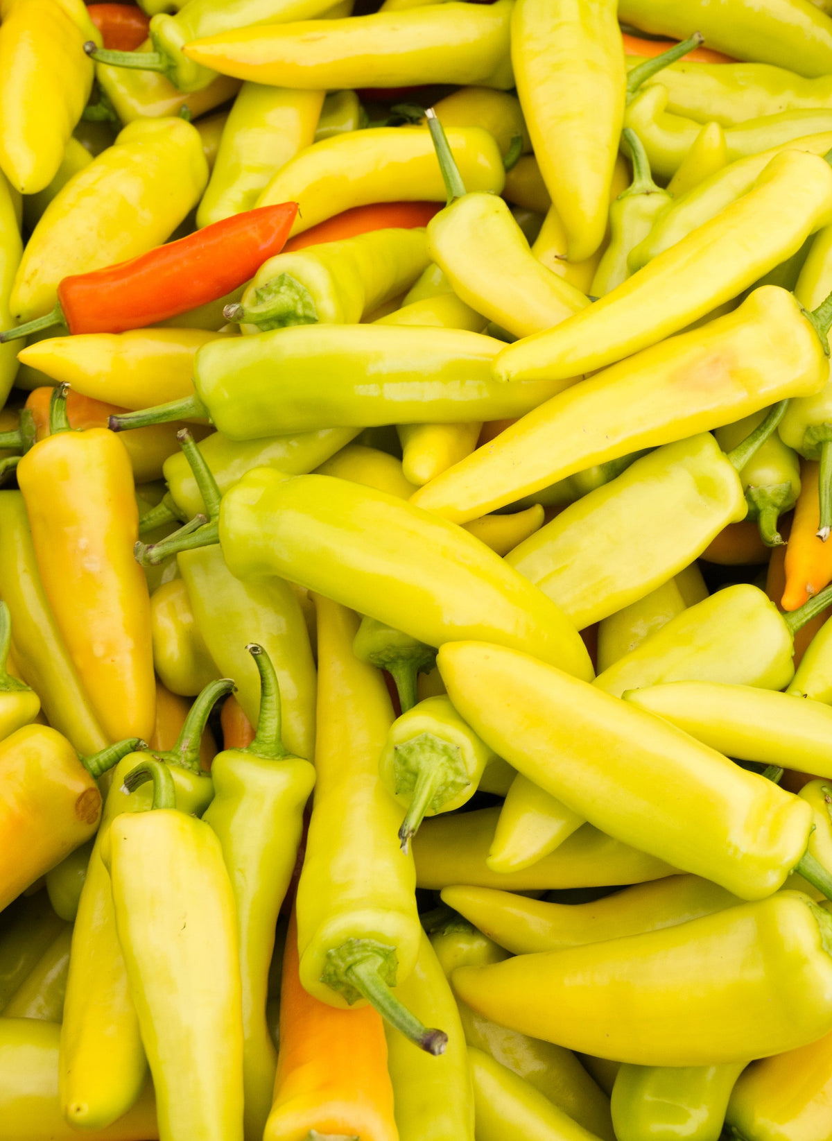 Hungarian Hot Wax Pepper (Hot Banana Pepper) Capsicum Annuum Vegetable Seeds – photo 8