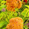 100 CORAL GARDENS Mix CELOSIA Cockscomb Celosia Argentea Cristata Flower Seeds