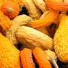 50 YELLOW CROOKNECK SQUASH Summer Cucurbita Pepo Crooked Neck Vegetable Seeds
